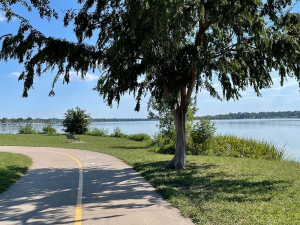 A paved trail curving past a shade tree along the shore of White Rock Lake